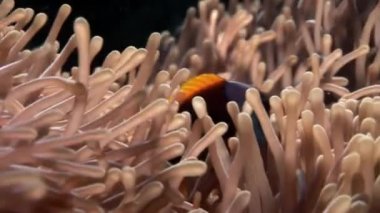 Kırmızı deniz Anemone suyun altında palyaço balığı.