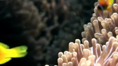 Kırmızı deniz Anemone suyun altında palyaço balığı.