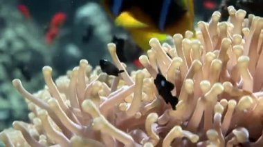Kırmızı deniz Anemone suyun altında palyaço balığı.