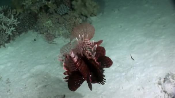 Hou van paar gemeenschappelijke lionfish Pterois volitans op bodem van de rode zee. — Stockvideo