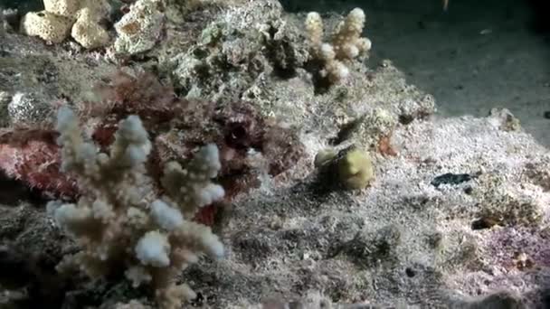 Baard scorpionfish scorpaenopsis barbata zeer giftige onderwater. — Stockvideo