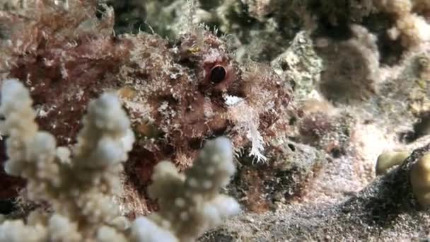 Baard scorpionfish scorpaenopsis barbata zeer giftige onderwater. — Stockvideo