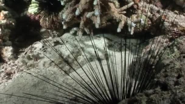 Ouriço-do-mar-negro Echinothrix diadema subaquático . — Vídeo de Stock