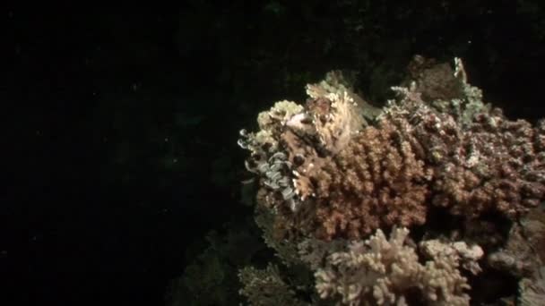 Pod wodą relaks wideo o rafy koralowej w czystej przejrzystego Morza Czerwonego. — Wideo stockowe