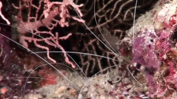 Glass transparent shrimp cleaner underwater Red sea. — Stock Video