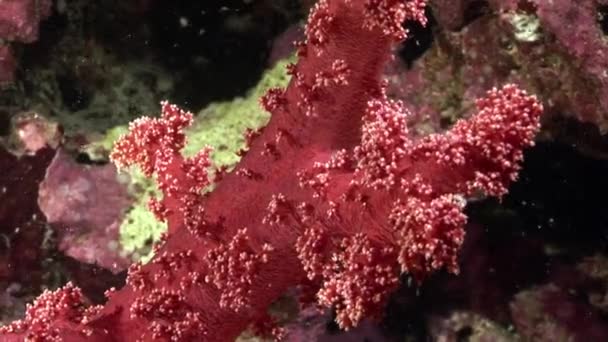 Video de relajación submarina sobre el arrecife de coral del Mar Rojo . — Vídeos de Stock