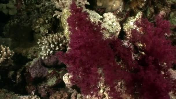 Coral violet purple color underwater in Red sea. — Stock Video