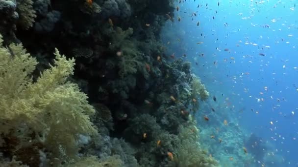 Schwarm heller Fische auf dem Hintergrund verschiedener Korallen unter Wasser. — Stockvideo