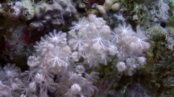 Vidéo de détente sous-marine sur le récif corallien de la mer Rouge .