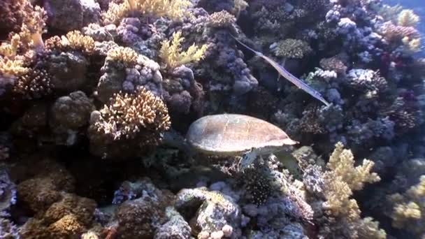 Reusachtige reptiel zee karetschildpad Eretmochelys imbricata in rode zee. — Stockvideo