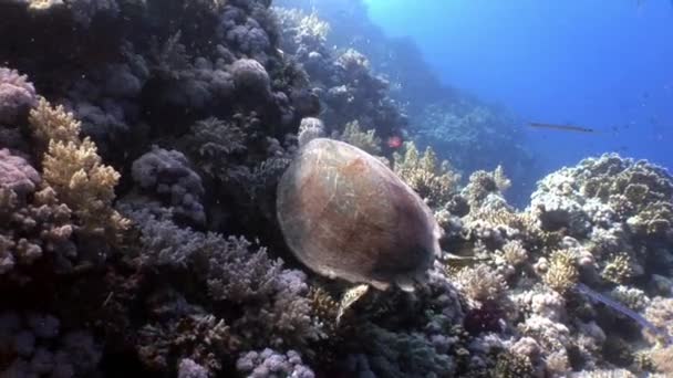 Tortue de mer Eretmochelys imbricata reptile géant en mer Rouge . — Video