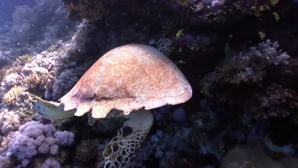 Óriási hüllő közönséges cserepesteknős Eretmochelys imbricata, a Vörös-tenger. — Stock videók