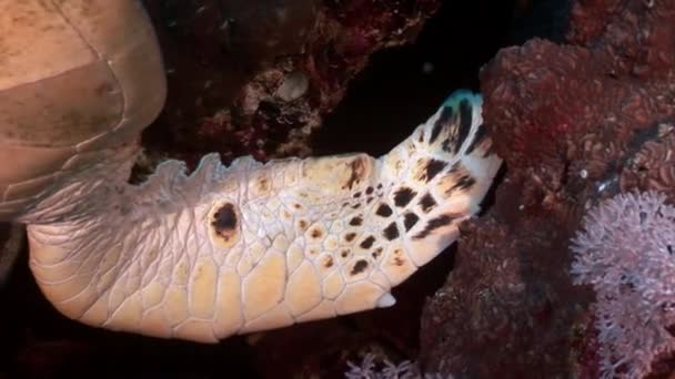 Riesenschildkröte eretmochelys imbricata in reinem, transparentem Wasser. — Stockvideo