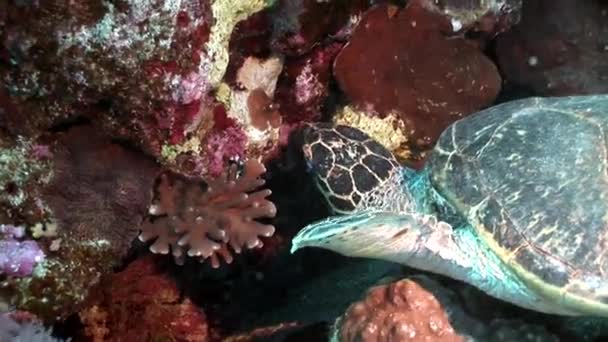 거 대 한 대 바다 거북이 Eretmochelys imbricata 순수한 투명 한 물에서. — 비디오