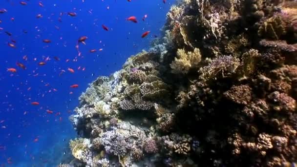 Giant reptile Hawksbill sea turtle Eretmochelys imbricata underwater in coral. — Stock Video