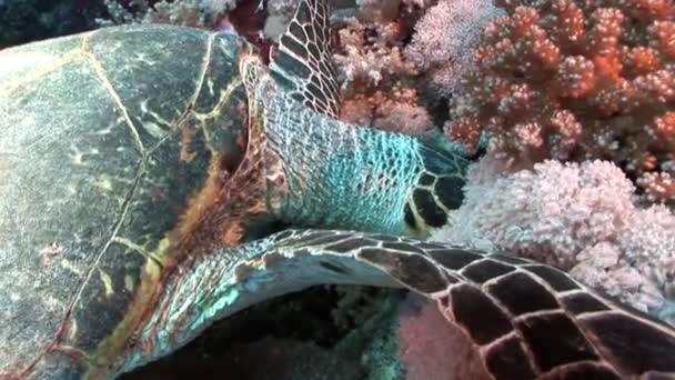 Riesenschildkröte eretmochelys imbricata in reinem, transparentem Wasser. — Stockvideo