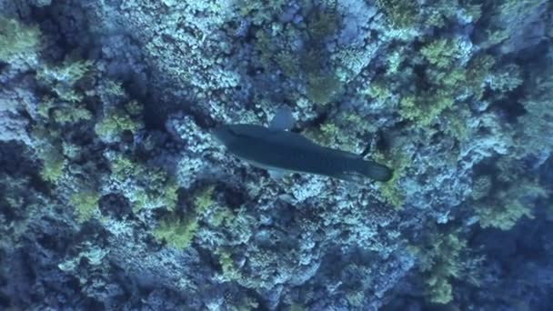 Pez napoleon wrasse gigante sobre fondo azul oscuro en el Mar Rojo de Egipto . — Vídeos de Stock