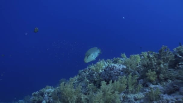 Pez napoleon wrasse gigante sobre fondo azul oscuro en el Mar Rojo de Egipto . — Vídeos de Stock