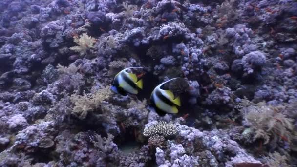 Underwater koppla video om Marina natur i ren transparent Röda havet. — Stockvideo
