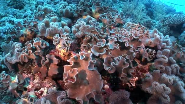 Vidéo de détente sous-marine sur le récif corallien en pure transparence de la mer Rouge . — Video