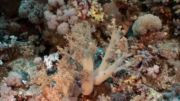 Video de relajación subacuática sobre arrecife de coral en puro transparente del Mar Rojo . — Vídeo de stock