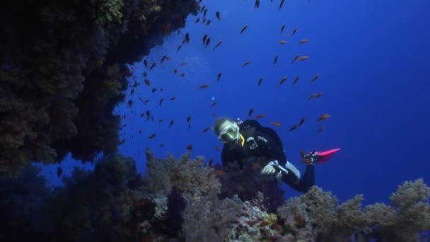 Plongée sous-marine près de l'école de poissons dans le récif corallien se détendre sous l'eau Mer Rouge . — Video