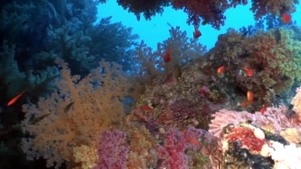 School of bright fish on background of different corals underwater Red sea. — Stock Video