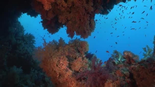 水下红海不同珊瑚背景下的亮鱼学校. — 图库视频影像