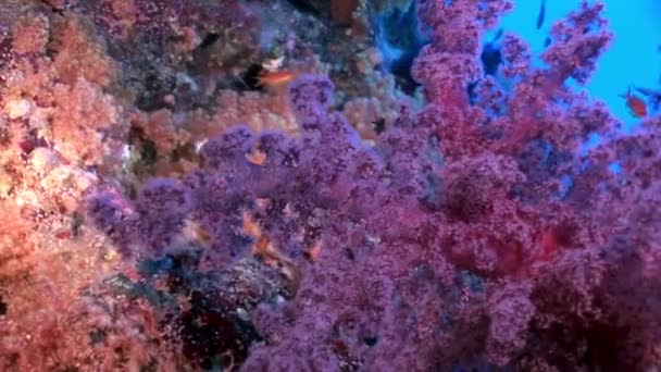 Vidéo de détente sous-marine sur le récif corallien de la mer Rouge . — Video