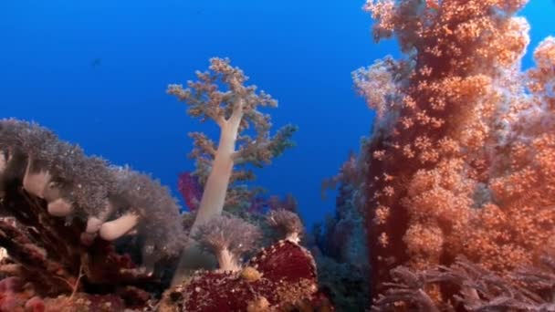 Vidéo de détente sous-marine sur le récif corallien de la mer Rouge . — Video