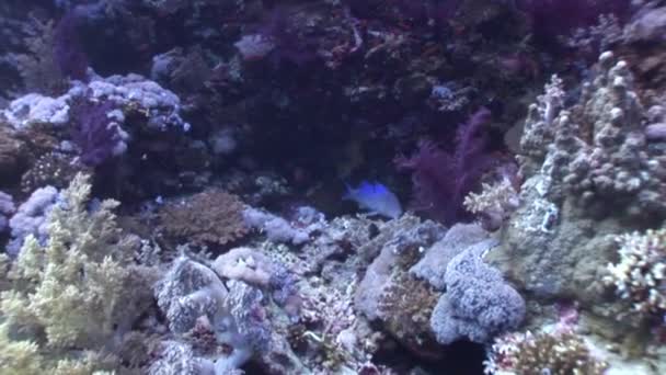 Pod wodą relaks wideo o ryb rafa koralowa w czystej, przezroczyste Morze Czerwone. — Wideo stockowe