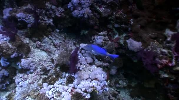 Pod vodou odpočívat videa o rybách v korálových útesů v čistě transparentní z Rudého moře. — Stock video