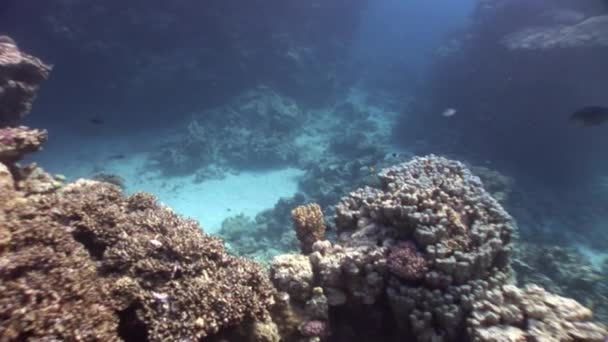 Coral bajo el agua en el Mar Rojo . — Vídeo de stock