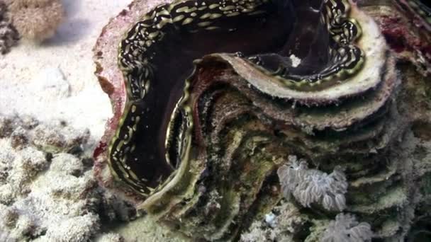 Tridacna scuamose Riesenmuschel mit schwerem Mantel im roten Meer. — Stockvideo