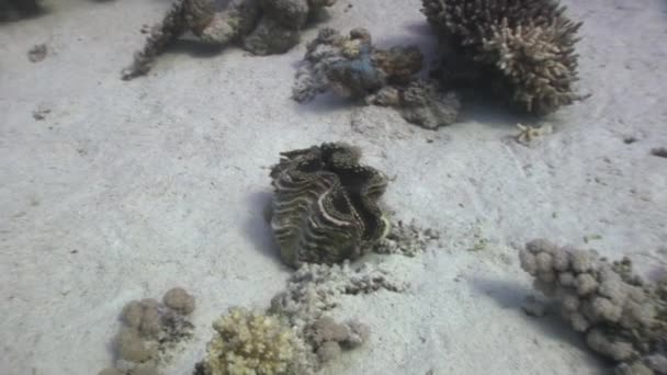 Palourde géante Tridacna Scuamose avec manteau lourd en mer Rouge . — Video