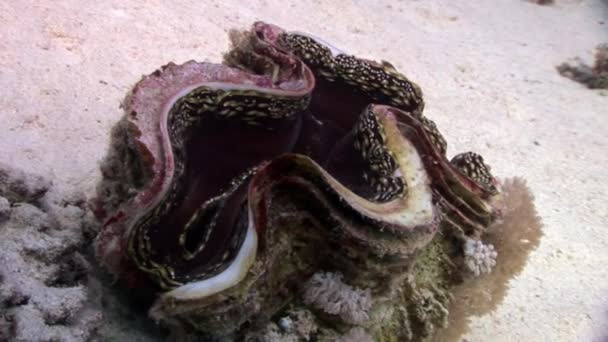 Obří škeble Tridacna Scuamose s hustým rostlinným pláštěm v Rudém moři. — Stock video