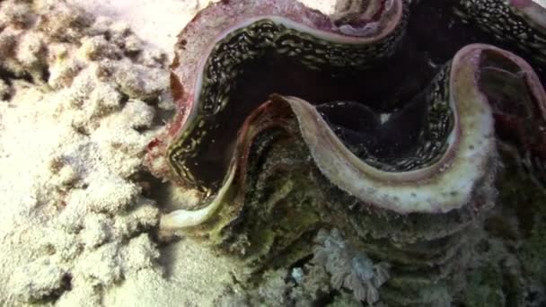 Doopvontschelp Tridacna Scuamose met zware mantel in rode zee. — Stockvideo