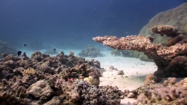Underwater koppla video om korallrev i ren transparent Röda havet. — Stockvideo