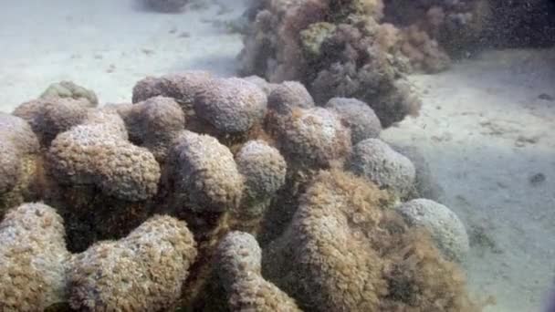 Korallen unter Wasser des Roten Meeres. — Stockvideo