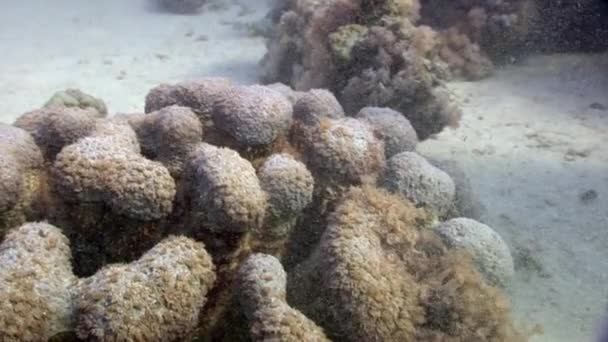 Coral underwater of Red sea. — Stock Video