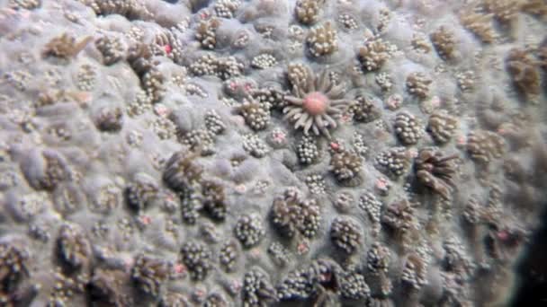 Närbild av koraller under vattnet i Röda havet. — Stockvideo