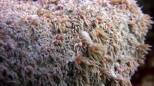 Primer plano de coral bajo el agua en el Mar Rojo . — Vídeos de Stock
