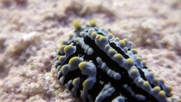 Pepinos de mar bajo el agua en Egipto . — Vídeos de Stock