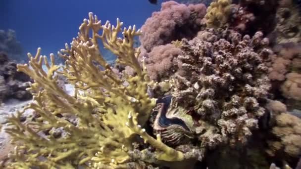 Fialové Tridacna Scuamose zévy infiltrovali mezi kusy korálů v moři. — Stock video