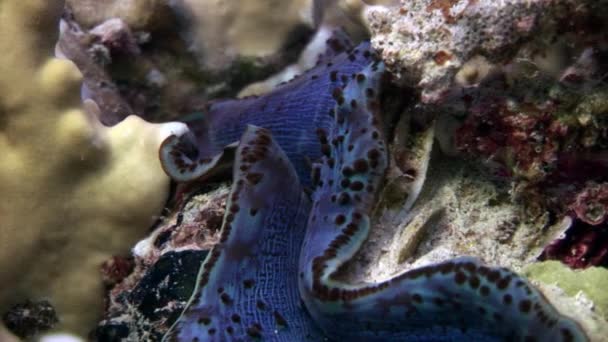 Tridacna Scuamose óriás kagyló, a Vörös-tengeren nehéz lila köpeny. — Stock videók