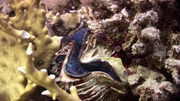 Tridacna Scuamose giant clam with heavy violet mantle in Red sea. — Stock Video
