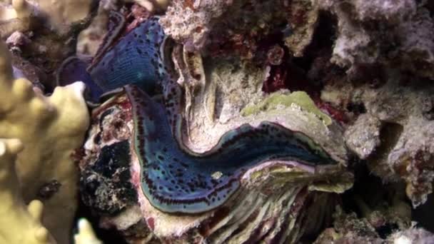 Tridacna Scuamose гигантский моллюск с тяжелой фиолетовой мантией в Красном море . — стоковое видео