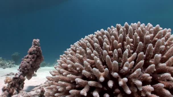 Korallen unter Wasser des Roten Meeres. — Stockvideo
