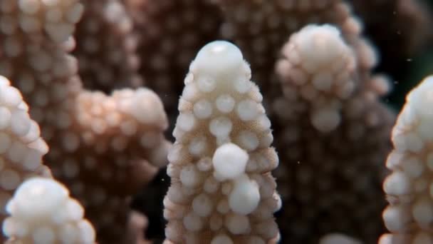 Korály pod vodou Rudého moře. — Stock video