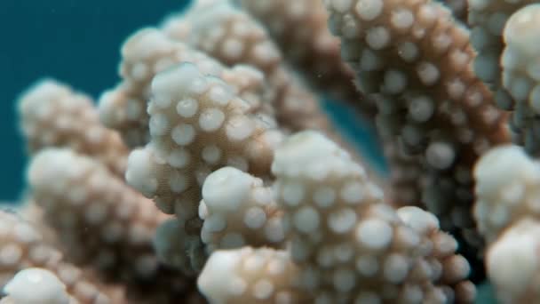 Coral víz alatti, a Vörös-tenger. — Stock videók